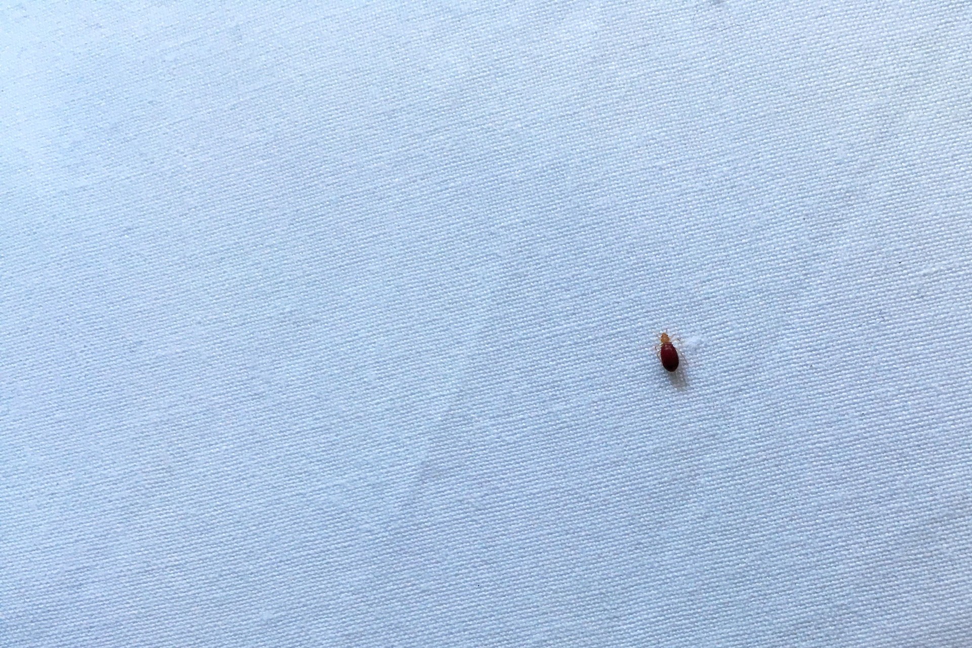 Bedbug on bed sheet after biting person